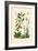 Carex, 1833-39-null-Framed Giclee Print