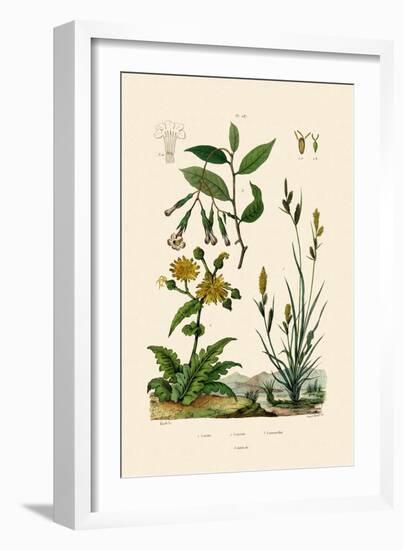 Carex, 1833-39-null-Framed Giclee Print