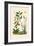 Carex, 1833-39-null-Framed Giclee Print