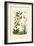 Carex, 1833-39-null-Framed Giclee Print