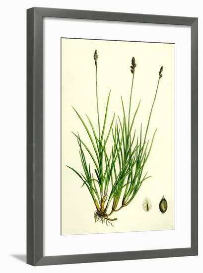 Carex Curta Var. Alpicola White Sedge Var. B-null-Framed Giclee Print