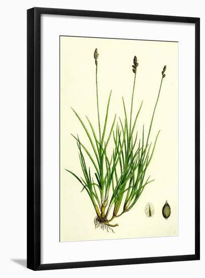 Carex Curta Var. Alpicola White Sedge Var. B-null-Framed Giclee Print
