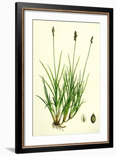 Carex Curta Var. Alpicola White Sedge Var. B-null-Framed Giclee Print