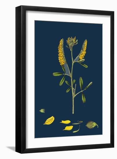 Carex Sylvatica; Pendulous Wood Sedge-null-Framed Giclee Print