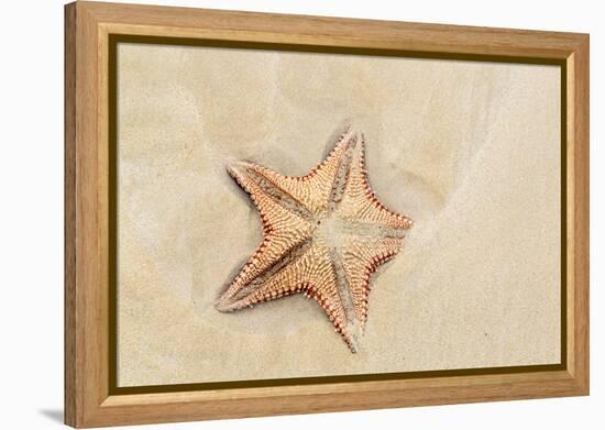 Caribbean, Anguilla. Close-Up Shot of Starfish in Sand-Alida Latham-Framed Premier Image Canvas