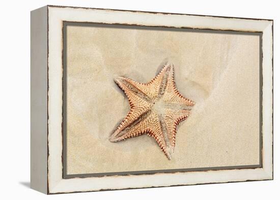 Caribbean, Anguilla. Close-Up Shot of Starfish in Sand-Alida Latham-Framed Premier Image Canvas