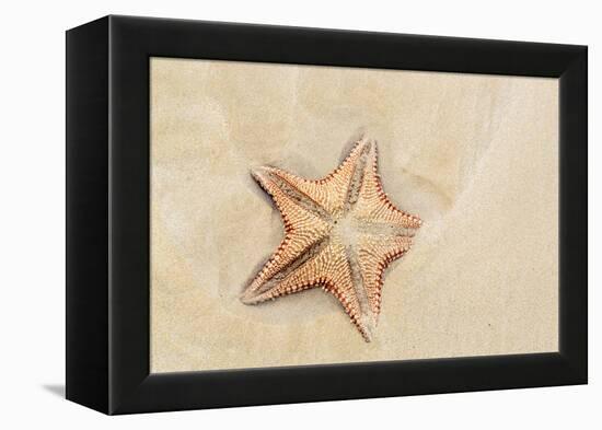 Caribbean, Anguilla. Close-Up Shot of Starfish in Sand-Alida Latham-Framed Premier Image Canvas