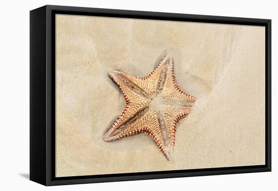 Caribbean, Anguilla. Close-Up Shot of Starfish in Sand-Alida Latham-Framed Premier Image Canvas