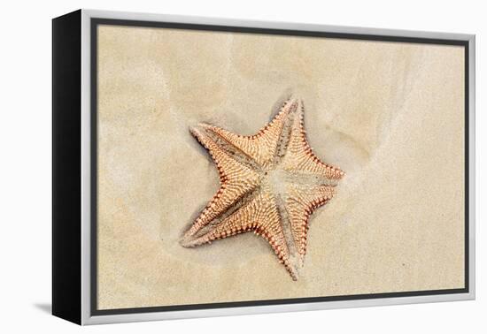 Caribbean, Anguilla. Close-Up Shot of Starfish in Sand-Alida Latham-Framed Premier Image Canvas