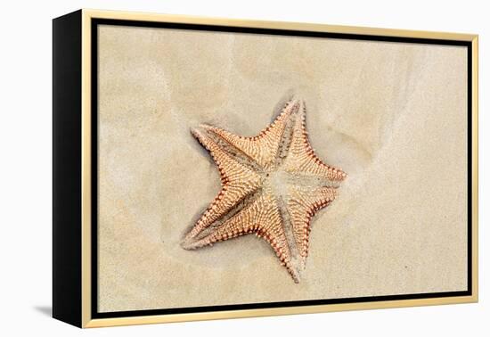 Caribbean, Anguilla. Close-Up Shot of Starfish in Sand-Alida Latham-Framed Premier Image Canvas