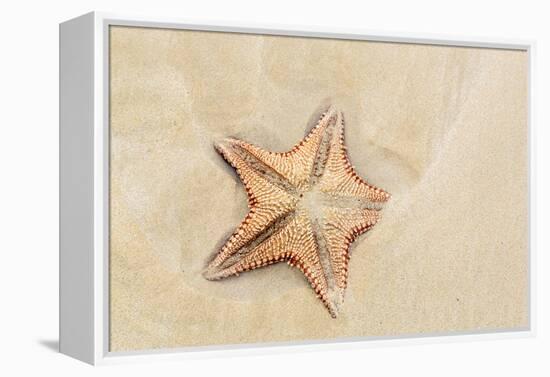 Caribbean, Anguilla. Close-Up Shot of Starfish in Sand-Alida Latham-Framed Premier Image Canvas