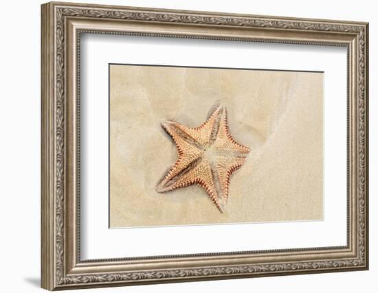 Caribbean, Anguilla. Close-Up Shot of Starfish in Sand-Alida Latham-Framed Photographic Print