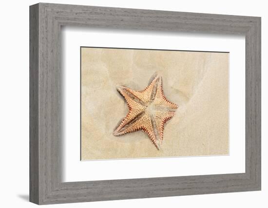 Caribbean, Anguilla. Close-Up Shot of Starfish in Sand-Alida Latham-Framed Photographic Print