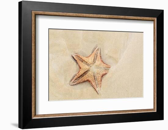 Caribbean, Anguilla. Close-Up Shot of Starfish in Sand-Alida Latham-Framed Photographic Print