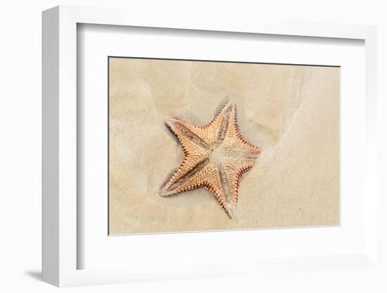 Caribbean, Anguilla. Close-Up Shot of Starfish in Sand-Alida Latham-Framed Photographic Print