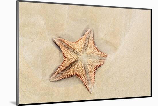 Caribbean, Anguilla. Close-Up Shot of Starfish in Sand-Alida Latham-Mounted Photographic Print