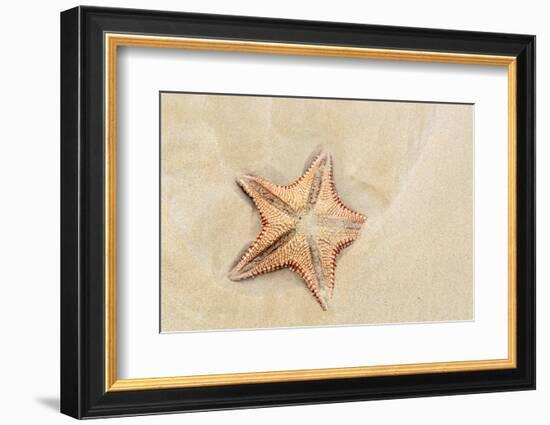 Caribbean, Anguilla. Close-Up Shot of Starfish in Sand-Alida Latham-Framed Photographic Print