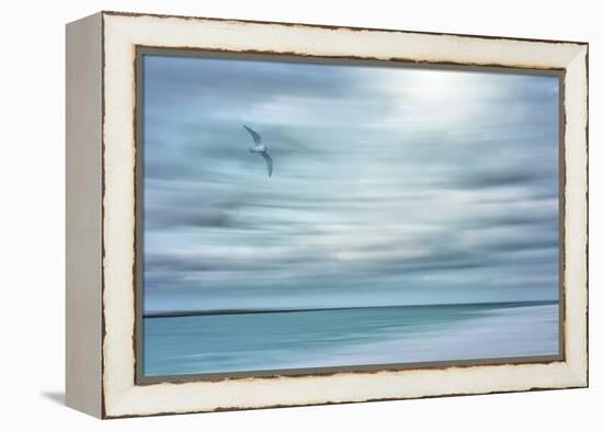 Caribbean, Bahamas, Little Exuma Island. Abstract of bird and beach.-Jaynes Gallery-Framed Premier Image Canvas