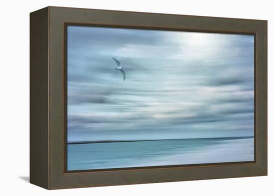 Caribbean, Bahamas, Little Exuma Island. Abstract of bird and beach.-Jaynes Gallery-Framed Premier Image Canvas