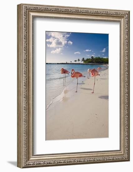 Caribbean Beach With Pink Flamingos, Aruba-George Oze-Framed Photographic Print