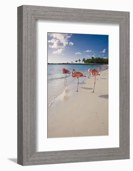 Caribbean Beach With Pink Flamingos, Aruba-George Oze-Framed Photographic Print