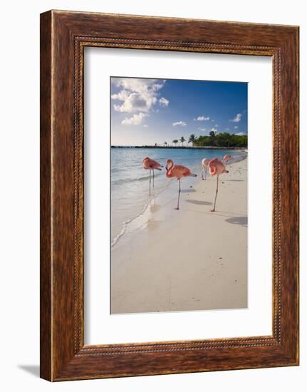 Caribbean Beach With Pink Flamingos, Aruba-George Oze-Framed Photographic Print