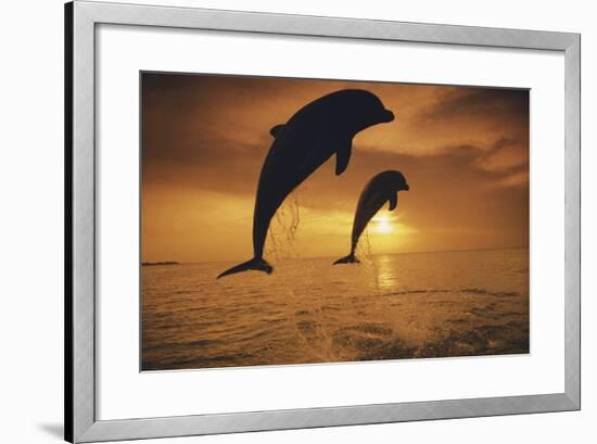 Caribbean, Bottlenose Dolphin, Tursiops Truncatus-Stuart Westmorland-Framed Photographic Print