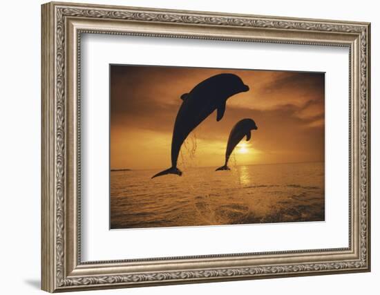 Caribbean, Bottlenose Dolphin, Tursiops Truncatus-Stuart Westmorland-Framed Photographic Print