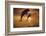 Caribbean, Bottlenose Dolphin, Tursiops Truncatus-Stuart Westmorland-Framed Photographic Print