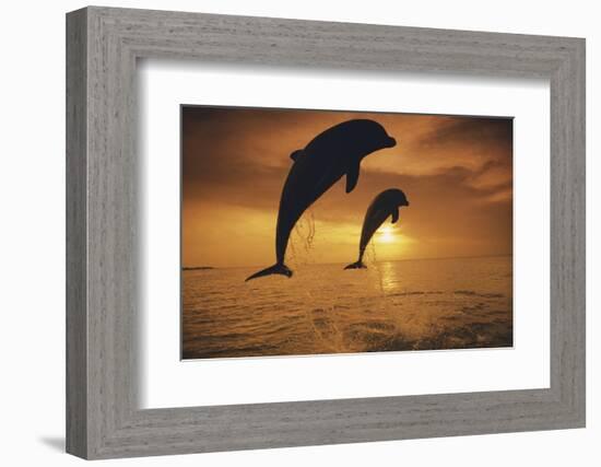 Caribbean, Bottlenose Dolphin, Tursiops Truncatus-Stuart Westmorland-Framed Photographic Print