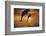 Caribbean, Bottlenose Dolphin, Tursiops Truncatus-Stuart Westmorland-Framed Photographic Print