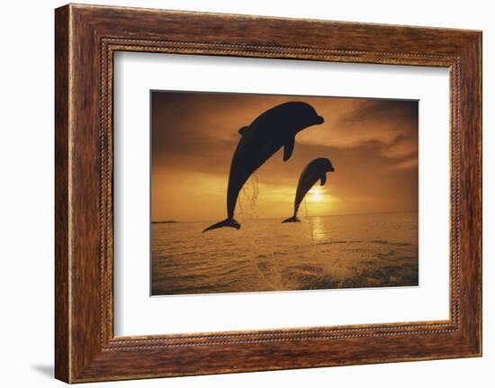 Caribbean, Bottlenose Dolphin, Tursiops Truncatus-Stuart Westmorland-Framed Photographic Print