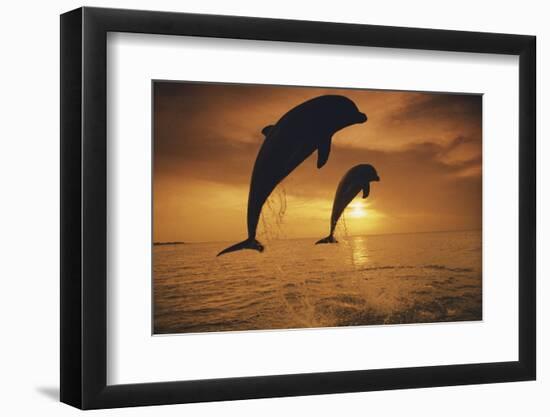 Caribbean, Bottlenose Dolphin, Tursiops Truncatus-Stuart Westmorland-Framed Photographic Print