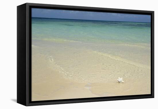 Caribbean, British Virgin Islands, Anegada. Conch at Bones Bight-Kevin Oke-Framed Premier Image Canvas