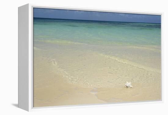 Caribbean, British Virgin Islands, Anegada. Conch at Bones Bight-Kevin Oke-Framed Premier Image Canvas