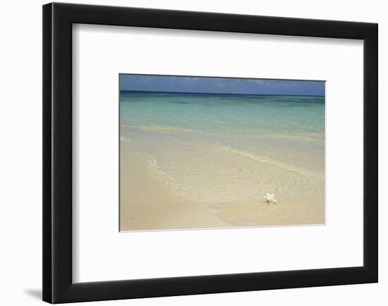 Caribbean, British Virgin Islands, Anegada. Conch at Bones Bight-Kevin Oke-Framed Photographic Print