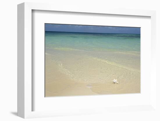 Caribbean, British Virgin Islands, Anegada. Conch at Bones Bight-Kevin Oke-Framed Photographic Print