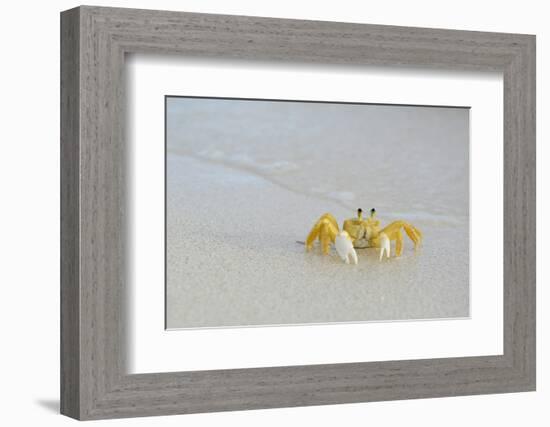 Caribbean, British Virgin Islands, Anegada. Ghost Crab-Kevin Oke-Framed Photographic Print