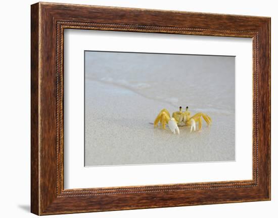 Caribbean, British Virgin Islands, Anegada. Ghost Crab-Kevin Oke-Framed Photographic Print