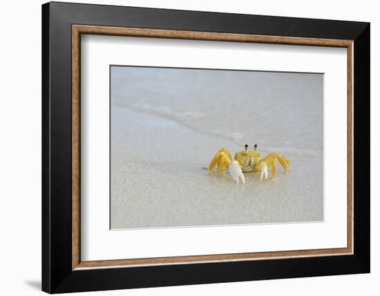 Caribbean, British Virgin Islands, Anegada. Ghost Crab-Kevin Oke-Framed Photographic Print