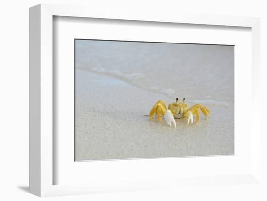 Caribbean, British Virgin Islands, Anegada. Ghost Crab-Kevin Oke-Framed Photographic Print