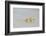 Caribbean, British Virgin Islands, Anegada. Ghost Crab-Kevin Oke-Framed Photographic Print