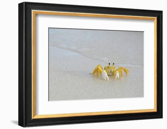 Caribbean, British Virgin Islands, Anegada. Ghost Crab-Kevin Oke-Framed Photographic Print