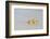 Caribbean, British Virgin Islands, Anegada. Ghost Crab-Kevin Oke-Framed Photographic Print