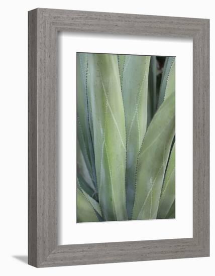 Caribbean, British Virgin Islands, Peter Island. Century Plant Leaves-Kevin Oke-Framed Photographic Print