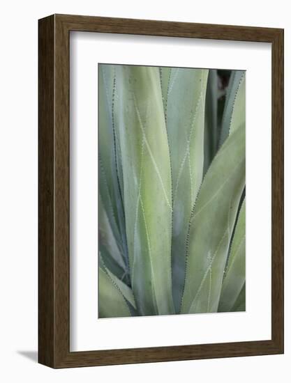 Caribbean, British Virgin Islands, Peter Island. Century Plant Leaves-Kevin Oke-Framed Photographic Print