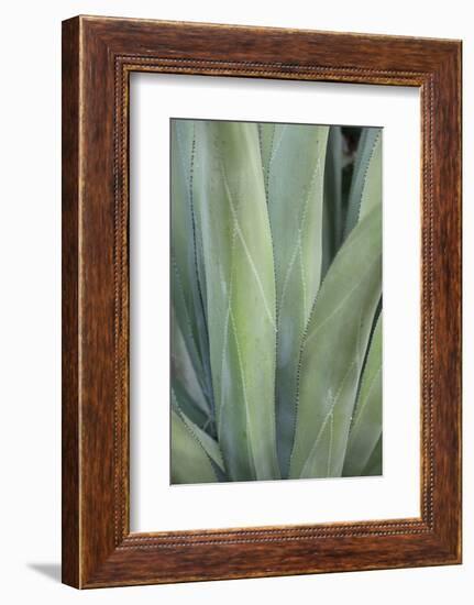 Caribbean, British Virgin Islands, Peter Island. Century Plant Leaves-Kevin Oke-Framed Photographic Print