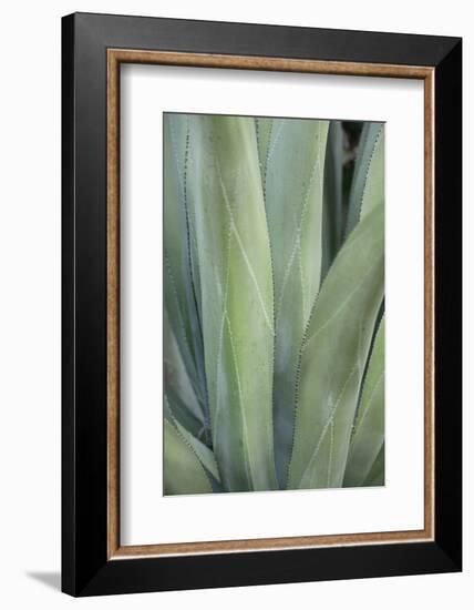 Caribbean, British Virgin Islands, Peter Island. Century Plant Leaves-Kevin Oke-Framed Photographic Print