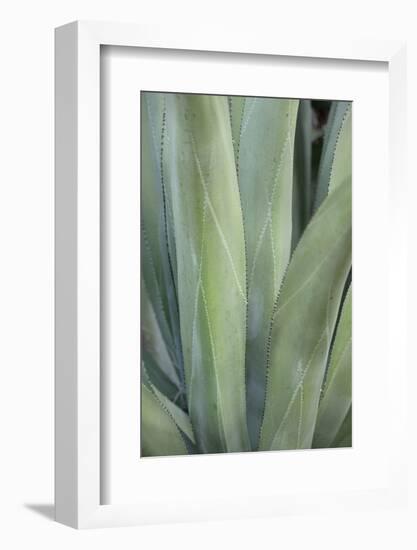 Caribbean, British Virgin Islands, Peter Island. Century Plant Leaves-Kevin Oke-Framed Photographic Print