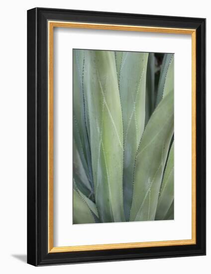 Caribbean, British Virgin Islands, Peter Island. Century Plant Leaves-Kevin Oke-Framed Photographic Print